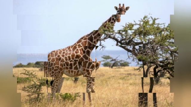 малювання «Тварини Африки. Жирафа»