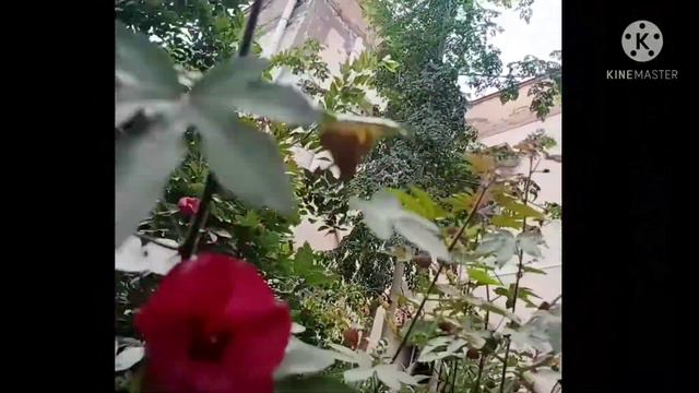 Gossypium Arboreum|Paruthi|Chinese Cotton|Ceylon Cotton|cotton Tree |akshangels|Laksh Angels