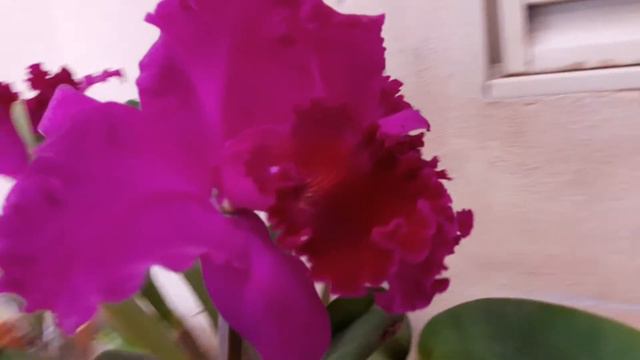 Floração de LC João Paulo Fontes.