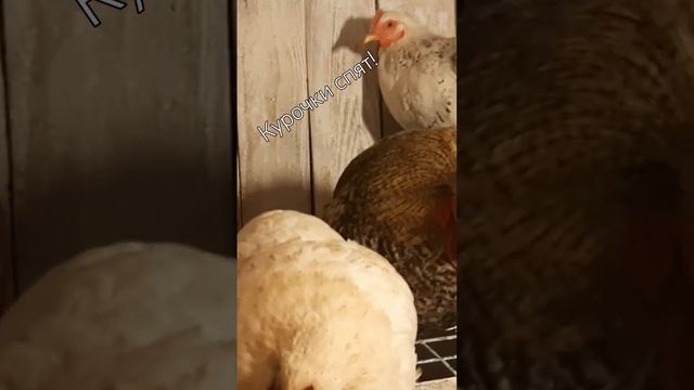 Сон приятен будет! #курынесушки #куры