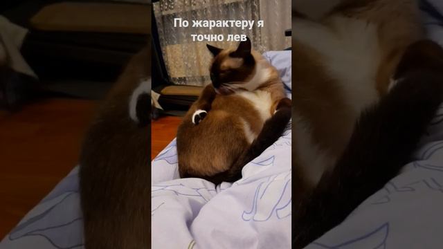 #тайская #cat #cute #catcute #cutekitty #cutecat #отдых