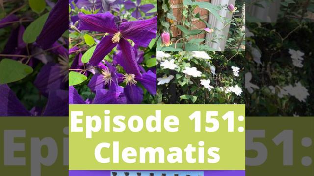 Clematis