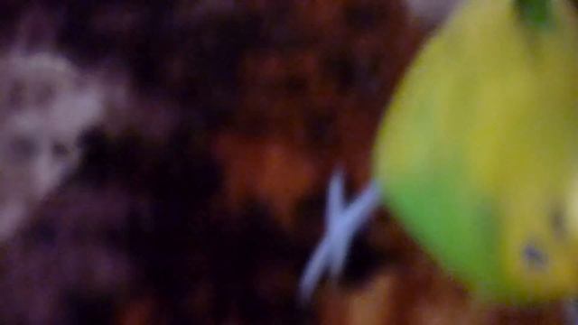 БИЛЬЯРД ДЛЯ ПОПУГАЯ НА МАССАЖНОМ КОВРИКЕ//КАК ВЕСЕЛО ИГРАЕТ ВОЛНИСТЫЙ ПОПУГАЙ//зеленый попугайчик T