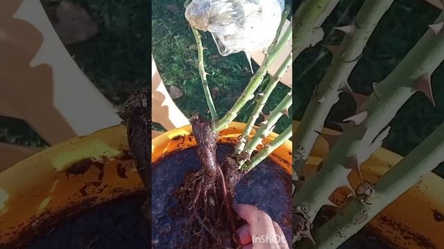 При покупке саженцев роз обращайте внимание и на это