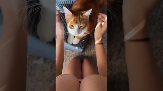 Какой милый котик😍