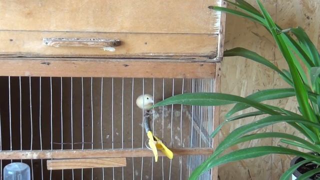 купание канареек