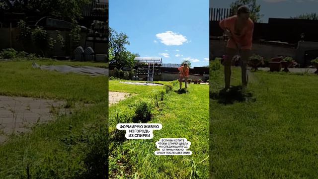 Формирую изгородь из спиреи #петунии #мойсад #петуния #садоводство #кашподляцветов #кашпо #цвет