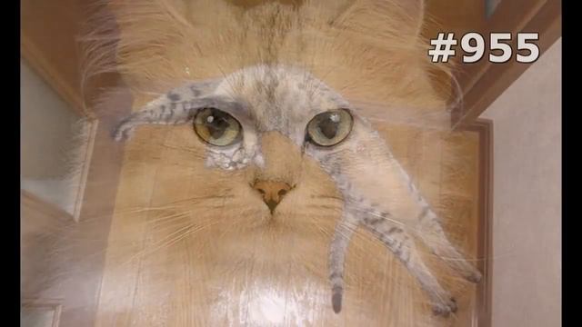 #955. Самые прикольные коты