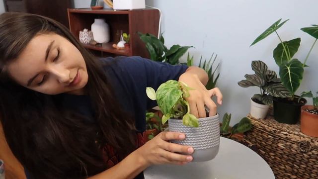 All My Houseplant Water Propagations Into Soil