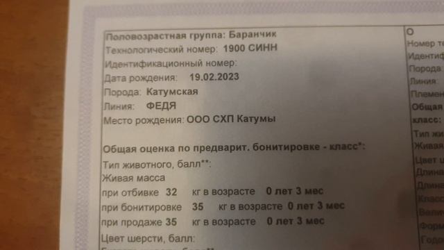 Племенные свидетельства на  катумских баранов.