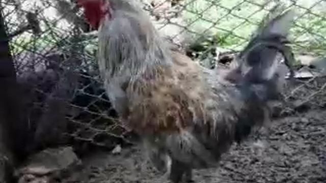 петухи после боя