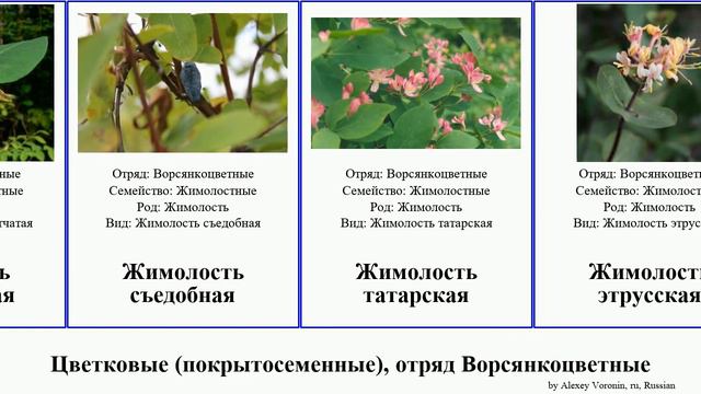 Цветковые (покрытосеменные), отряд Ворсянкоцветные жимолость калина снежноягодник Angiosperms