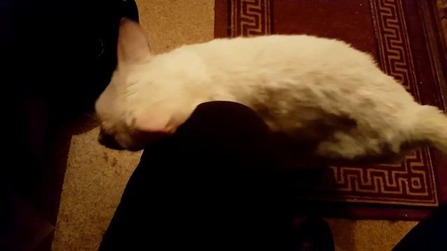 Белая кошка в дар!