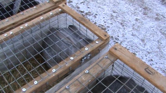 Ярмарка голубей г.Кореновск 13.03.2022г. 1часть