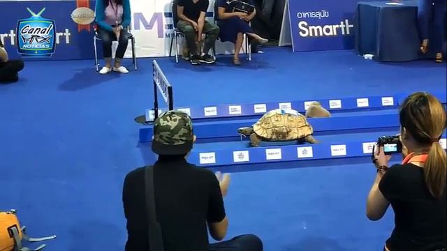 La Tortuga Y La Liebre ¿Quién Ganara Esta Carrera?