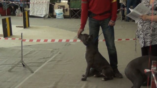 Выставка в Тольятти 7 12 14 г ринг кане корсо 1