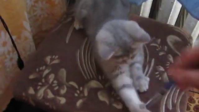 Наша британочка в детстве. Котенок Kitty 2 месяца