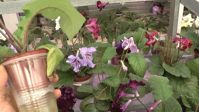 Стрепсы, сравнение ноябрь 2013