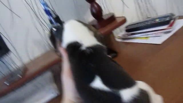 Щенки бигля - Голиаф кобель