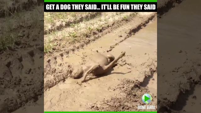 Muddy Mastif- It's Gone Viral