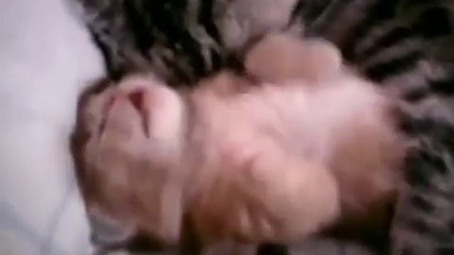 Кошка обнимает во сне своего котеночка))