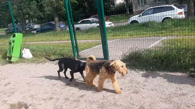 Chibo Эльдертерьер Чёрный Терьер Курсинг Моя Жизнь Кино