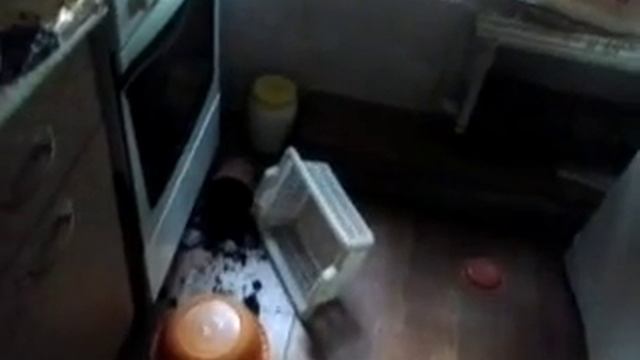 Птица залетела