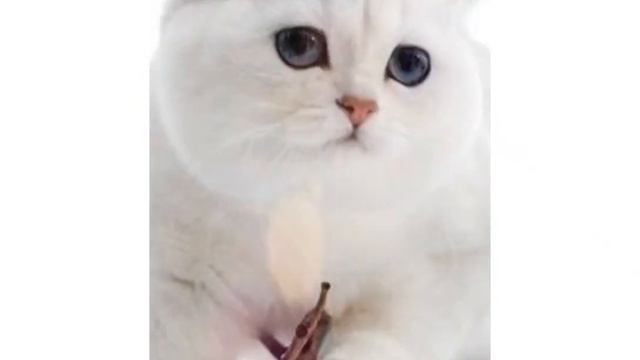 Картинки животных