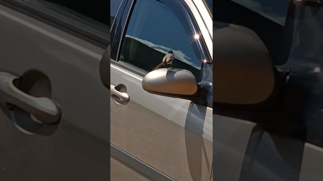 8 июня 2022 г.  сразу видно девочка