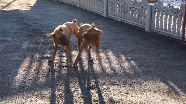 Немецкие боксеры дерутся. Boxer Dogs.