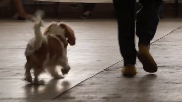 Вальдзаге Пэшн Ту Виктори