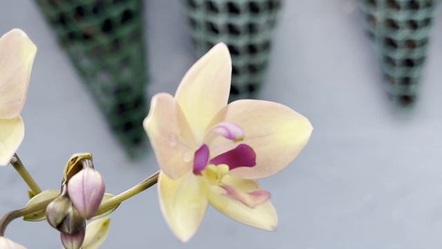 Ground Orchid | Yellow | Purple | Spathoglottis Plicata | @gardenFlowers