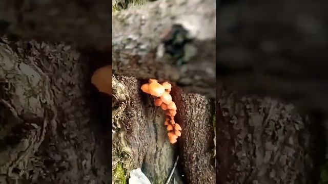 Фламмулина 21 ноября в Тульской области. Грибалка продолжается!