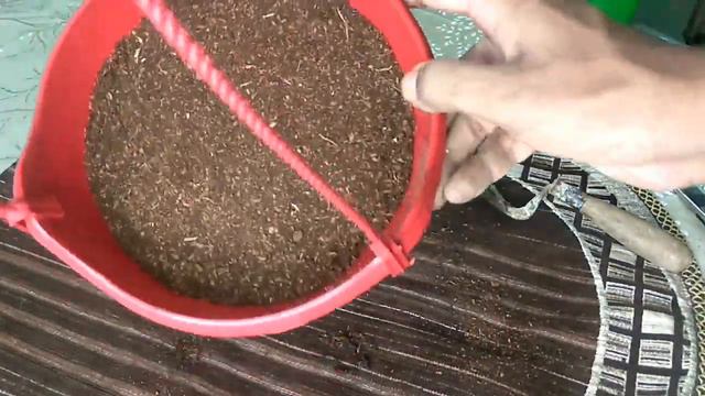 Purple Shamrock /Butterfly Vine / Oxallis Regnelli /Repotting Of Shamprock/best Fertilizer