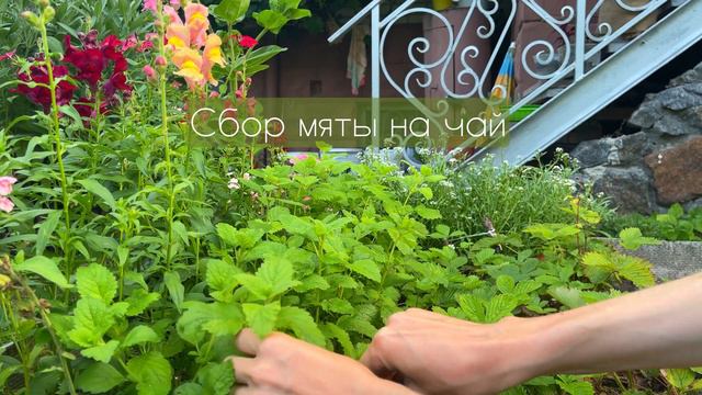 Пора сеять и собирать. Новинки: Овсяница сизая, Эхинацея, Плющ. Как там люффа?