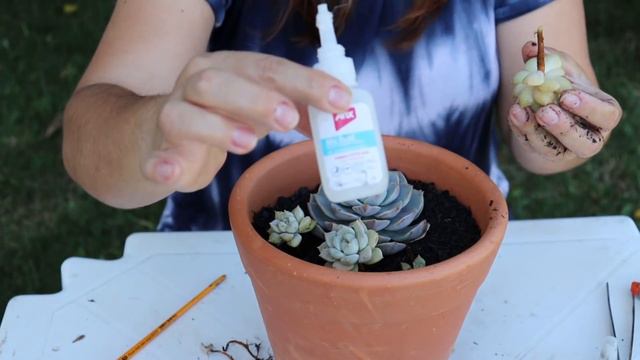 Suculenta Graptoveria Titubans: SIMPLES, POPULAR E MAJESTOSA/Grazi Bittencourt