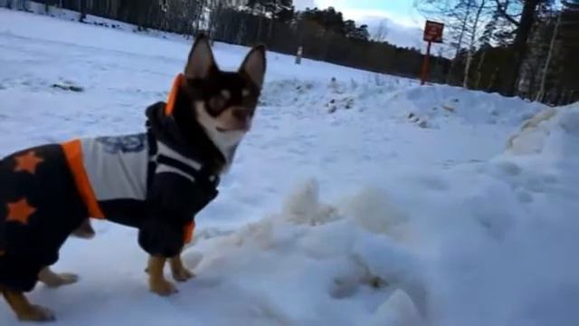 Зимняя прогулка с собакой!!!