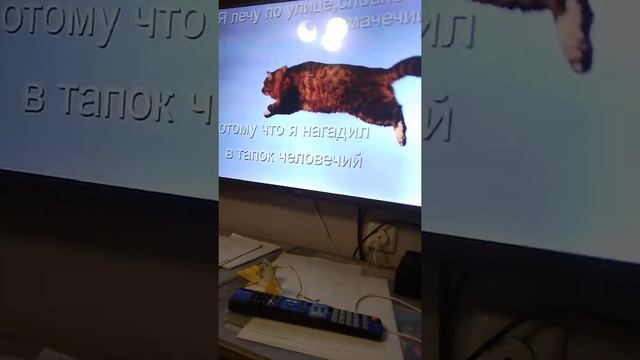смотрим видео (чёрный кот)