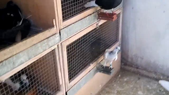 Про голубей.