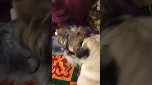 ЧТО СТАЛО С СОБАКОЙ ЭТО ФИАСКОБРАТАН?