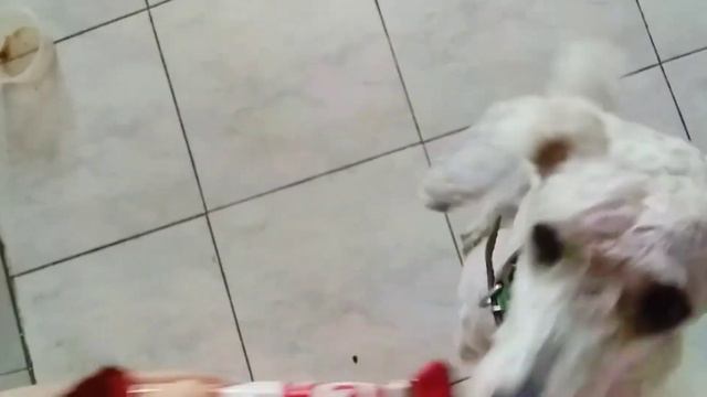 Af2bd11516b5beeab3f382002378a537