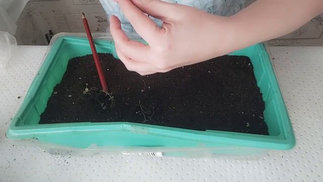 Первая пикировка алиссума