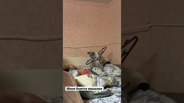 Тайская кошка