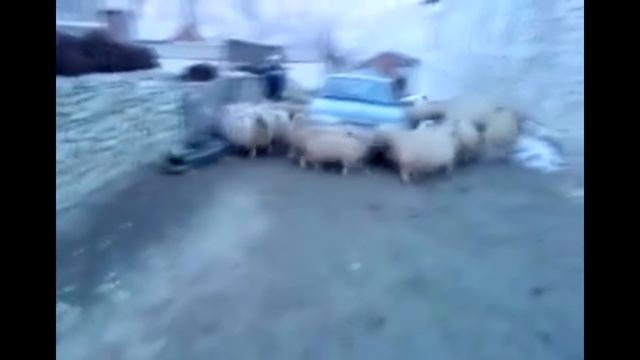 Пост-обработка циклона овец