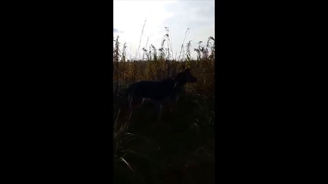 Очаровательный Гек ищет дом!