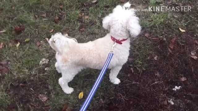 Прогулка с двумя собаками! Её походка часто останавливает прохожих