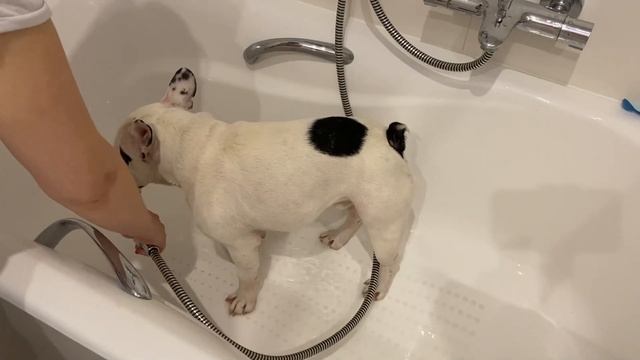 Неспешное утро французского бульдога | Сон, прогулка, завтрак, игры