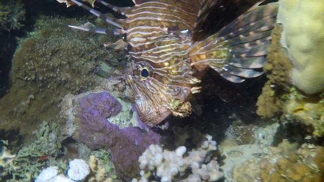Egypt Underwater Video 2015