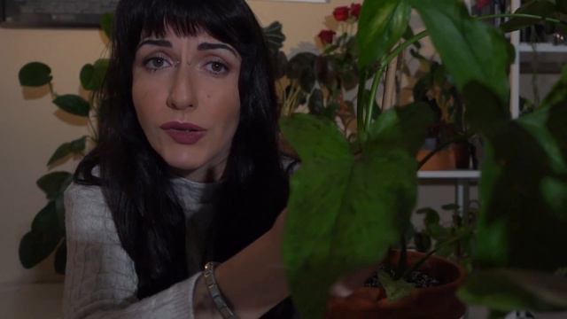 SYNGONIUM, CURA E TALEE!