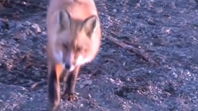 МАГАДАНСКАЯ ОБЛАСТЬ